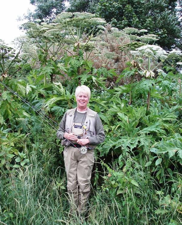 Giant Hogweed, Usk Valley