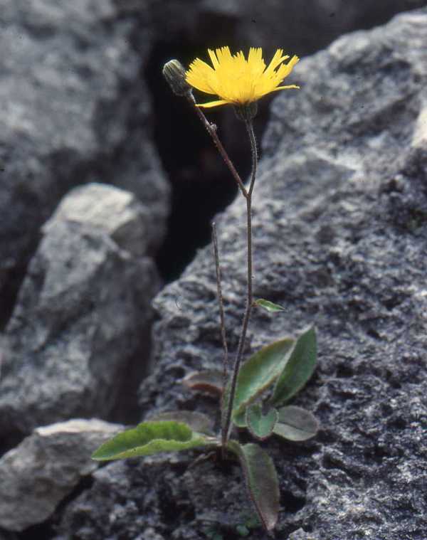 Portland Hawkweed