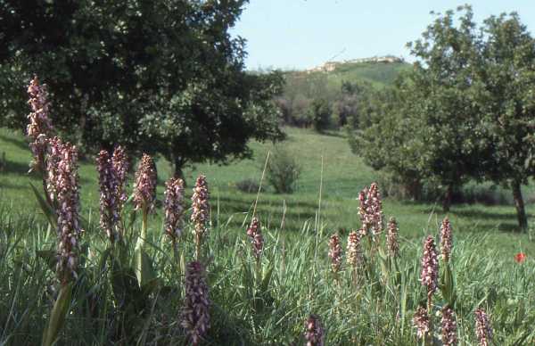 Giant Orchid plants