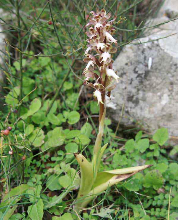 Giant Orchid plant