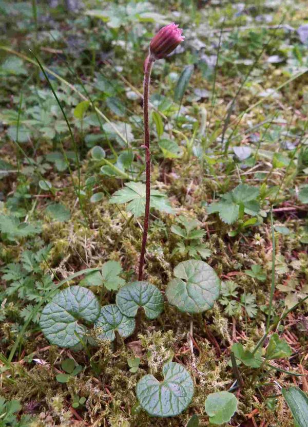 Homogyne alpina, Purple Coltsfoot, showing leaves, stem and compound flowers