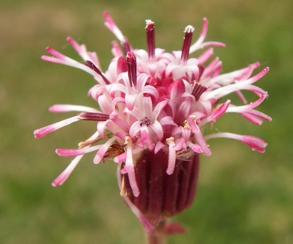 Flower of Homogyne alpina, Alpine Coltsfoot