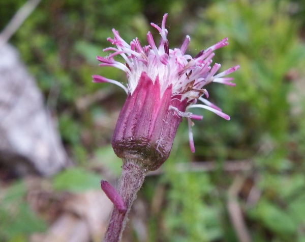 Flower of Homogyne alpina, Alpine or Purple Coltsfoot in Slovenia