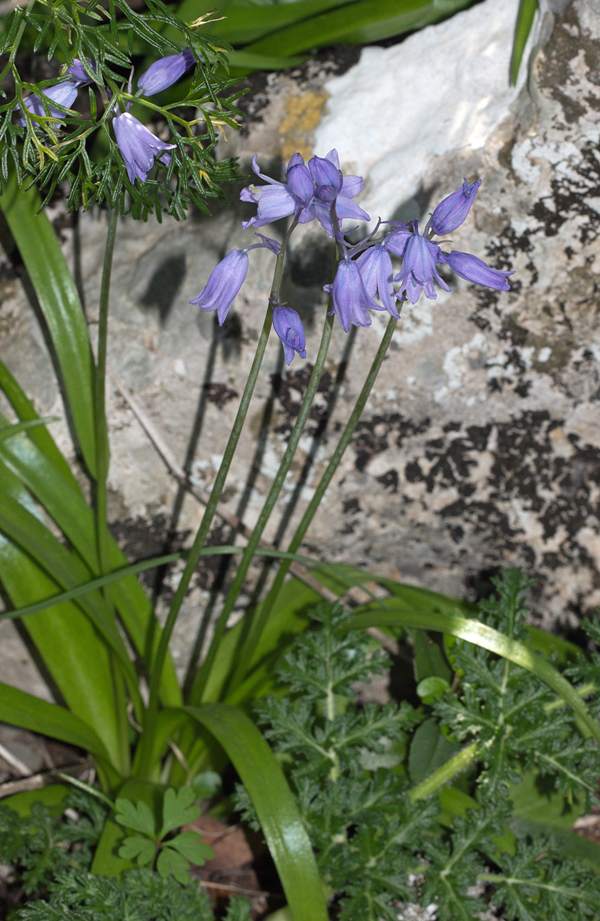 Spanish Bluebell