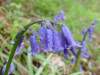 Hyacinthoides non-scripta, Bluebell