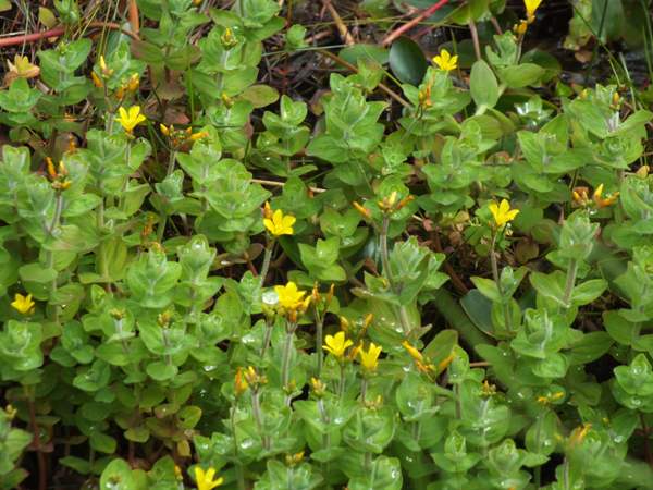 Close-up of flower of Marsh St John's-wort