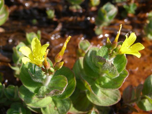 Flower close-up of Marsh St John's Wort