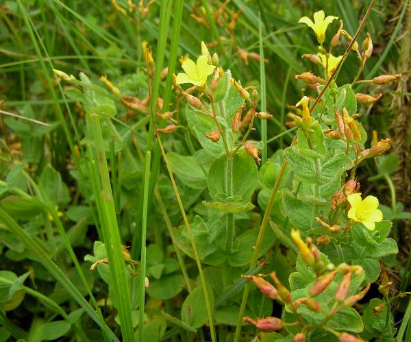 Close-up of leaves of Marsh St John's Wort