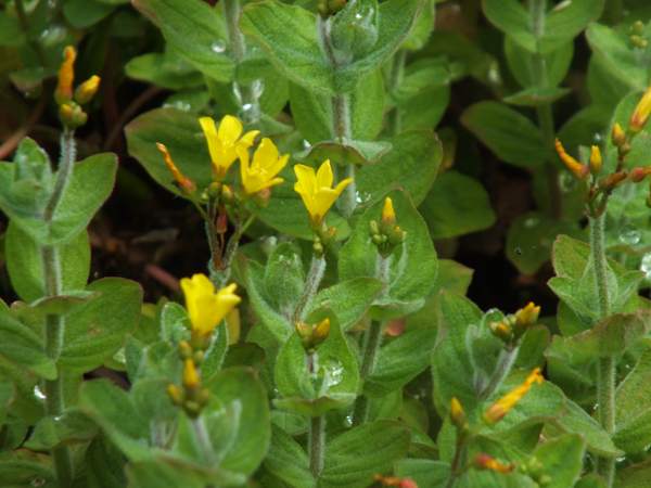 nflorescence of St John's Wort