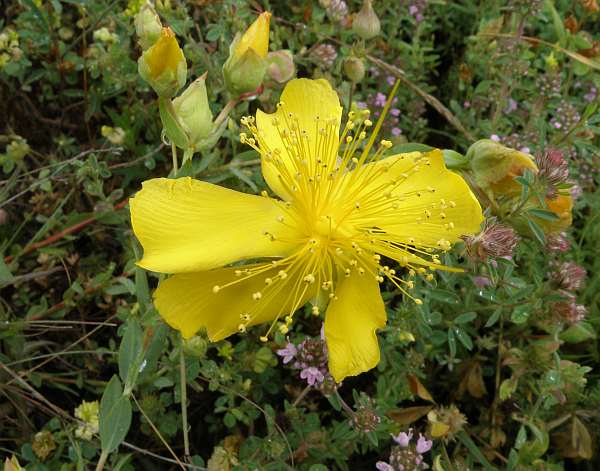 Hypericum olympicum