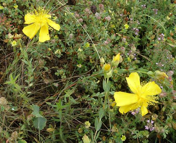Hypericum olympicum, Bulgaria
