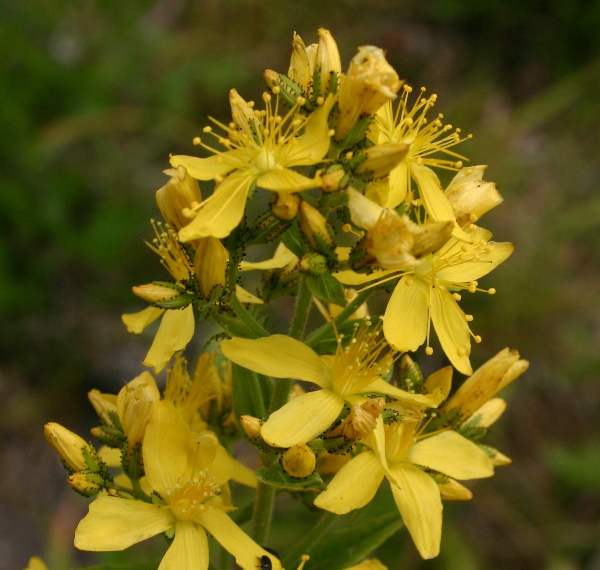 nflorescence of St John's Wort