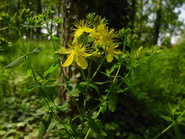 Perforate St John's Wort on a woodland edge