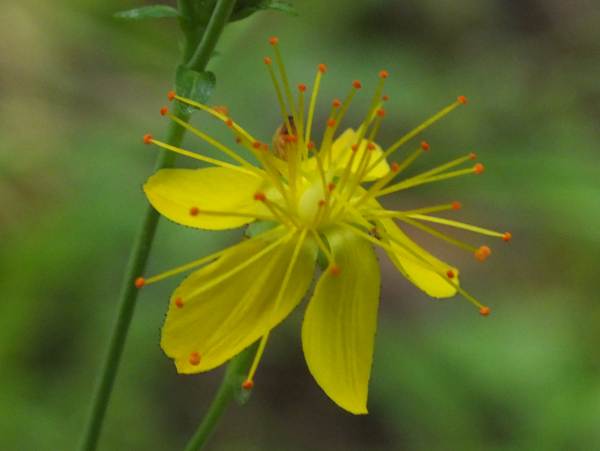 Flower close-up of Slender St John's-wort