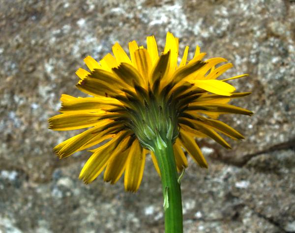 Common Cat's-ear stem and flower