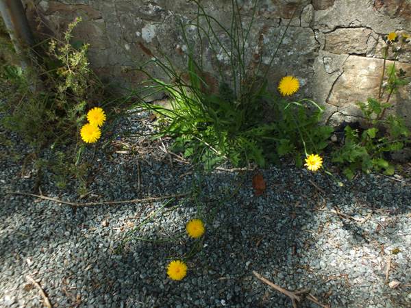Common Cat's-ear in an urban environment