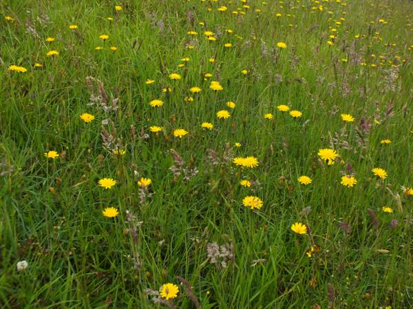 Common Cat's-ear in dry grassland at the National Botanic Garden of Wales