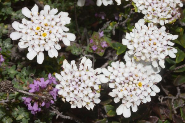 Iberis sempervirens, Evergreen Candytuft