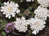 Iberis sempervirens, Evergreen Candytuft