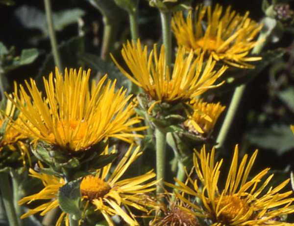 Flowers of Inula helenium, Elecampane