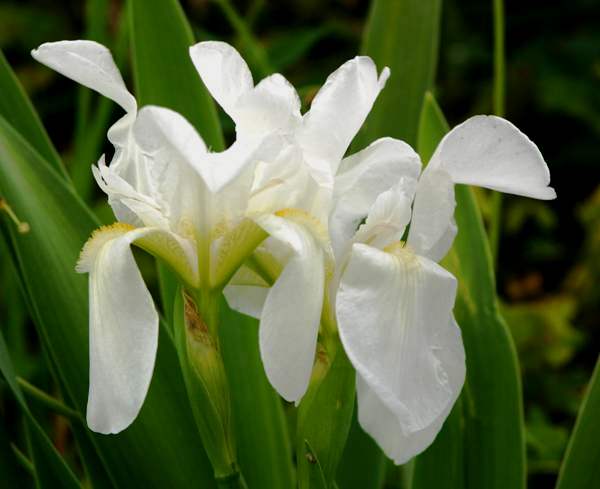 Iris albicans