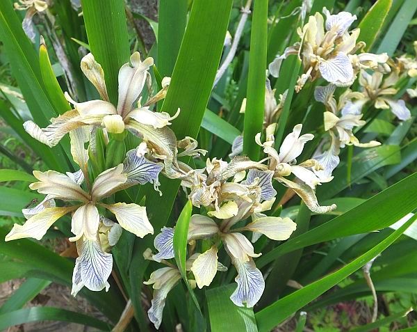 Stinking IOris, North Wales