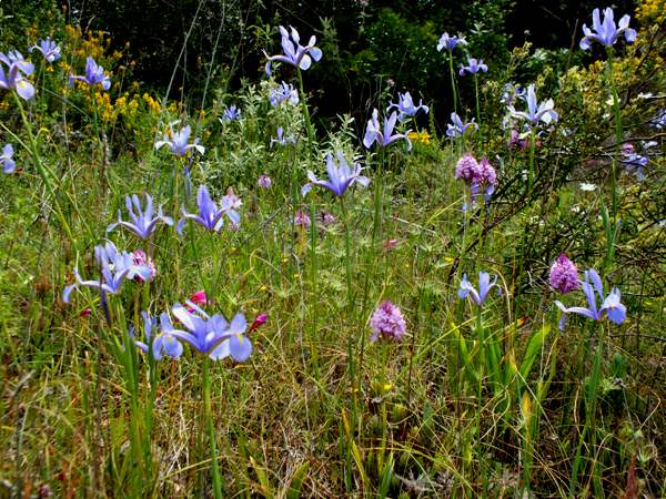 Iris xiphium