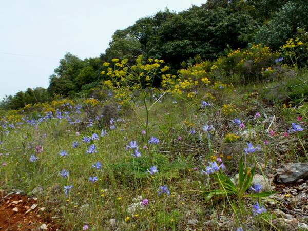 Iris xiphium on a roadside embankment, Portugal
