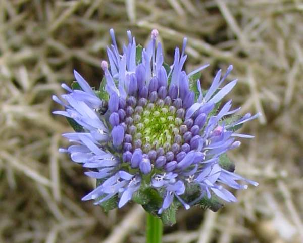 Sheep's-bit, Jasione montana