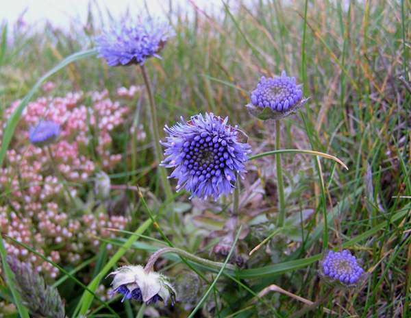 Jasione montana, Sheep's-bit on a coastal cliff