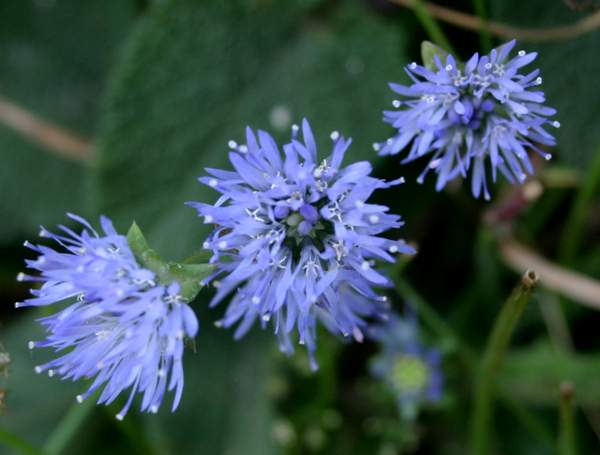 Sheep's-bit flowers