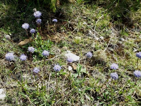 Jasione monta in southern France