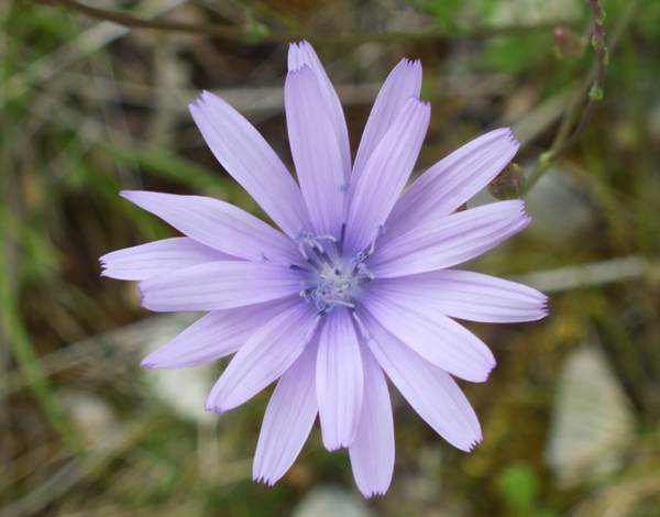 Flower of Lactuca perennis,  Blue Lettuce