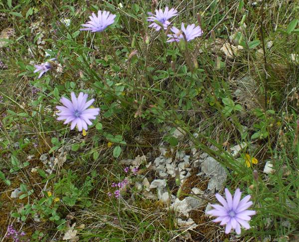 Lactuca perennis, Blue Lettuce