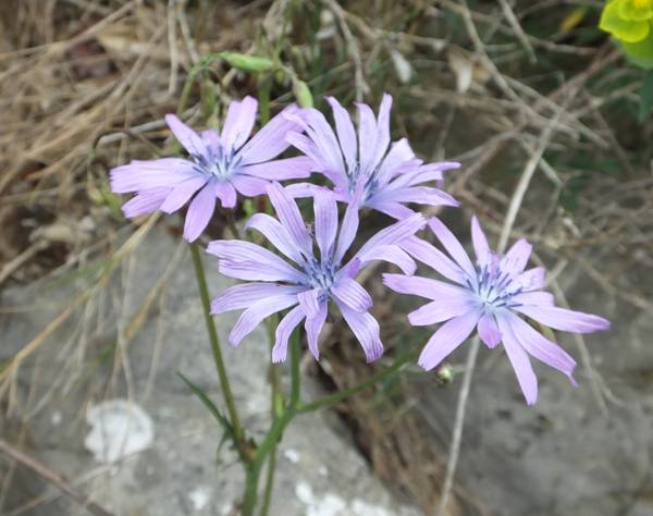 Lactuca perennis, |Ardeche, France