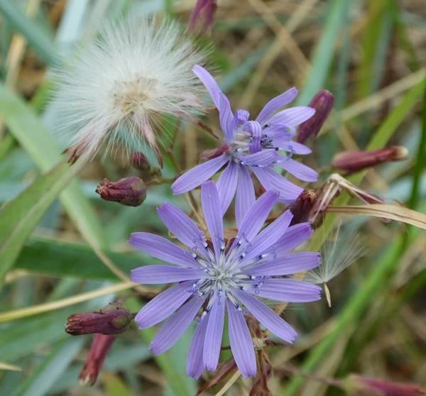 Flowers of Lactuca tatarica, Russian Lettuce or Blue Lettuce
