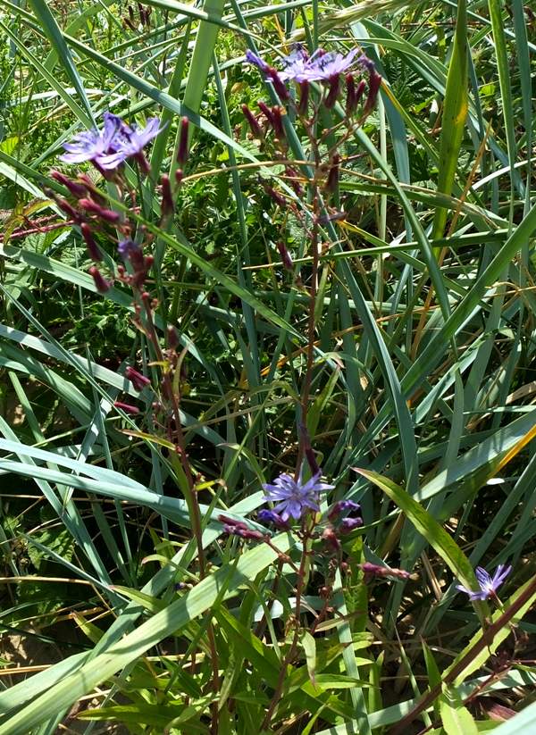 Lactuca tatarica, Russian Lettuce - side view of flowers