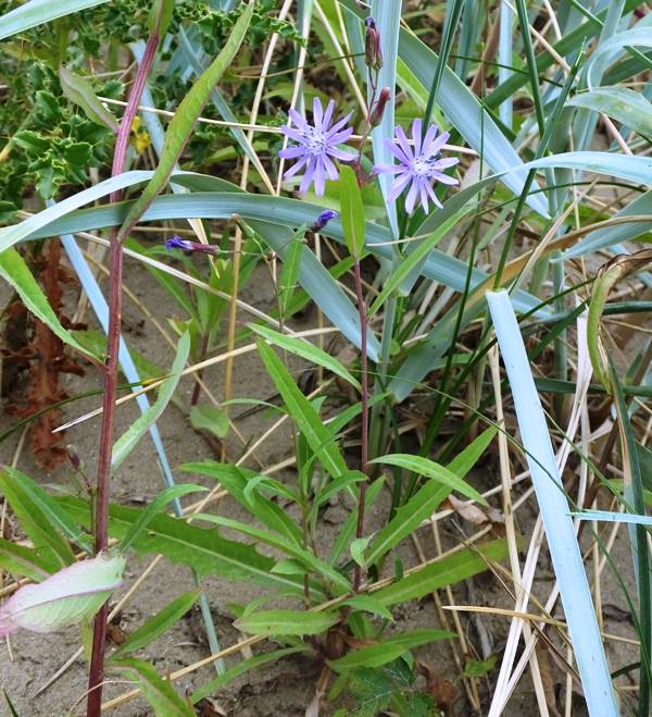 Lactuca tatarica, leaves, stems and flowers of a young plant