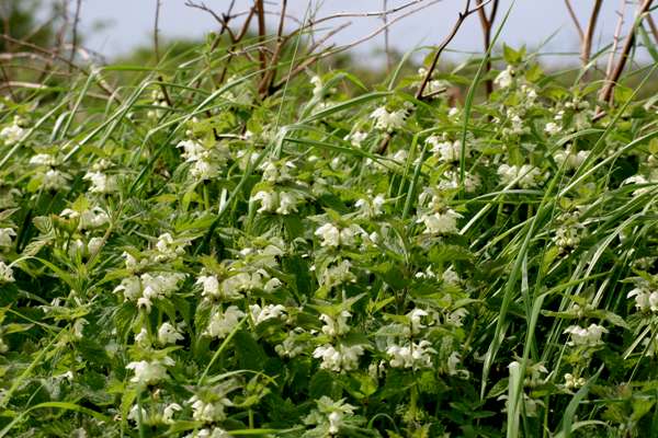 White Dead-nettle beside a country lane