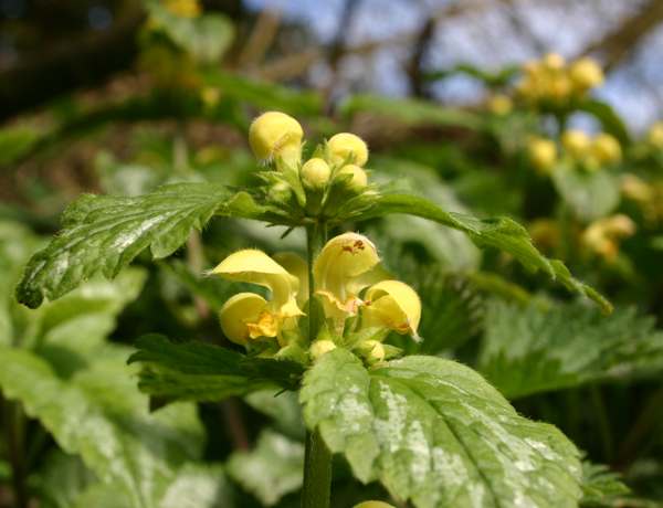 Lamium galeobdolon, Yellow Archangel