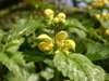 Lamium galeobdolon, Yellow Archangel
