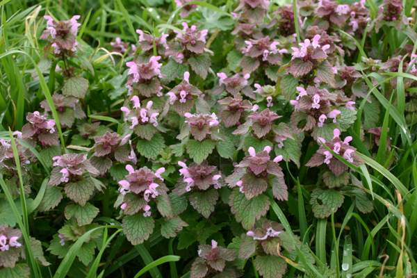 A bright patch of Red Dead-nettle, Lamium purpureum