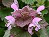 Lamium purpureum, Red Dead-nettle