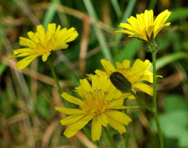 Nipplewort, Closeup og flowers