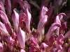 Lathraea clandestina, Purple Toothwort