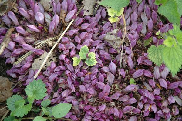 Lathraea clandestina, Purple Toothwort, beneath a willow tree