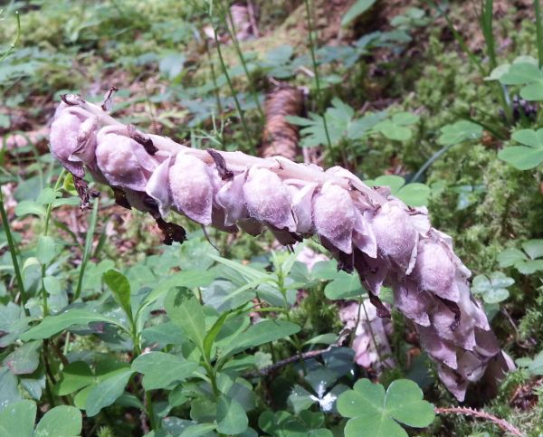 flowers of Common Toothwort