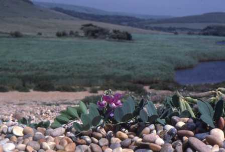 Sea Pea