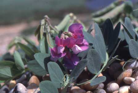 Sea Pea flowers