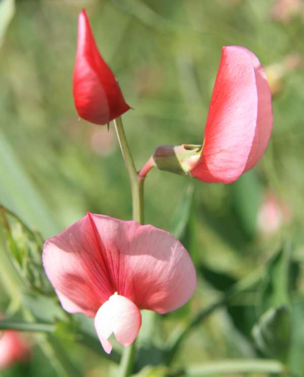 Lathyrus latifolius, Portugal